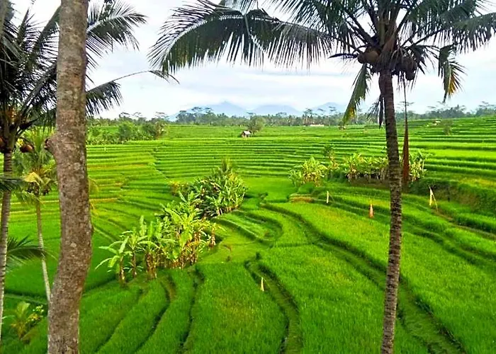 Peaceful 4 Bedroom Rice Field View 别墅 Kelusa